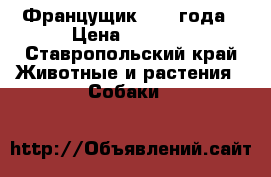 Францущик. 1.5 года › Цена ­ 1 500 - Ставропольский край Животные и растения » Собаки   